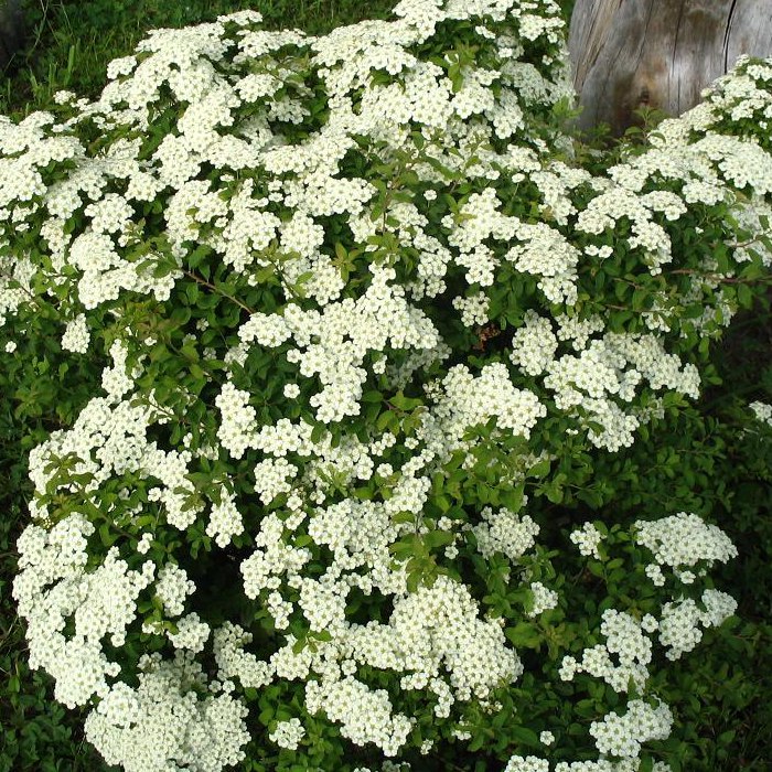 Куст с мелкими белыми цветочками фото и названия