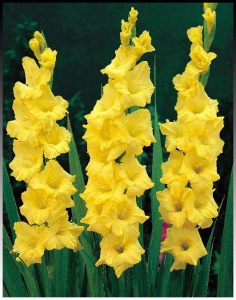 Луковица НВМ Гладиолус Нова Люкс 10/12 5шт