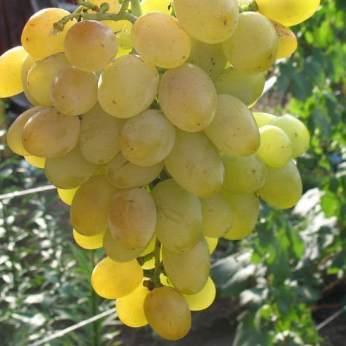 Виноград плодовый Восторг мускатный, желтый v5 Tim
