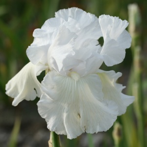 Корневище НВМ Ирис Германский Скейтинг Пати (I) 1шт