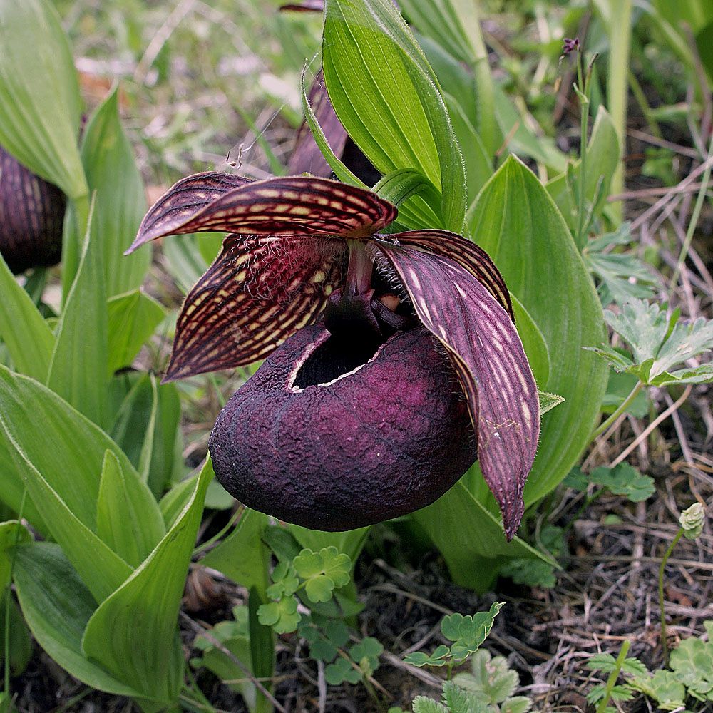 Фото садовой орхидеи