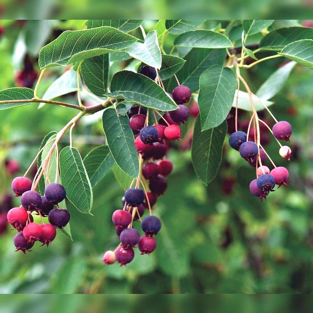 Ирга канадская (Amelanchier canadensis)