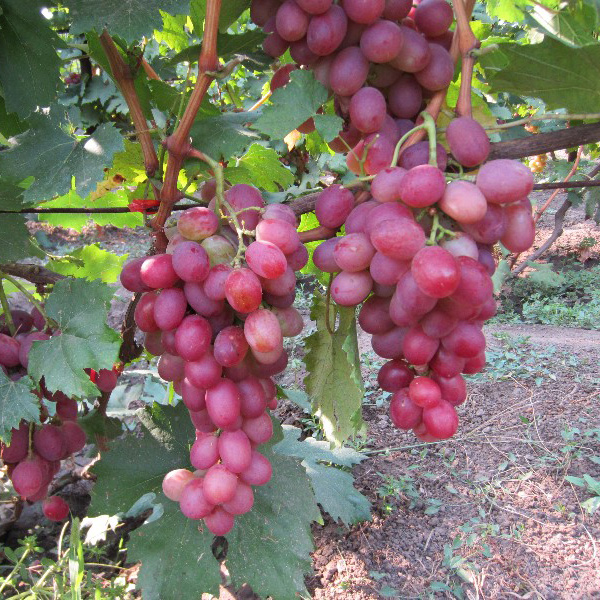 Виноград плодовый Анюта, розовый v5 Tim