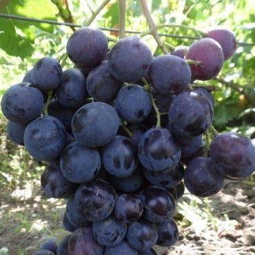 Виноград плод. Ласточка фиол v5 Tim
