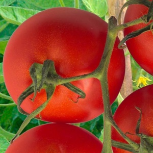 Семена томат Нафаня F1 Авторские 0,05г Гавриш