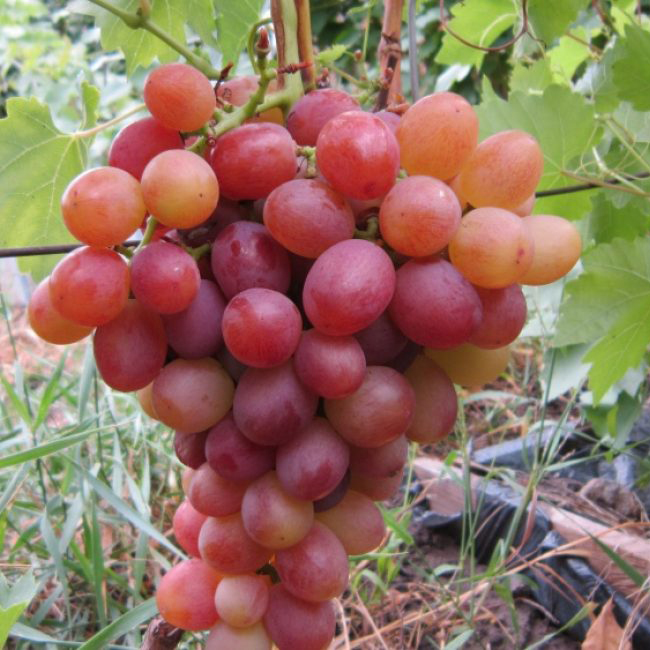 Виноград плодовый Ливия, розовый  2-х летка