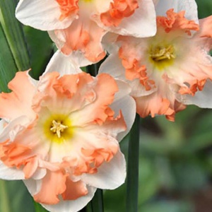 Луковица НВМ Нарцисс Кум Лауде 10/12 кремовый 5шт