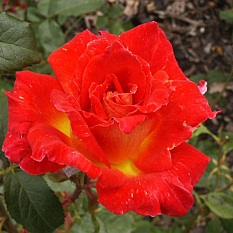 Роза чайно-гибридная Ластиж, c5 Tim