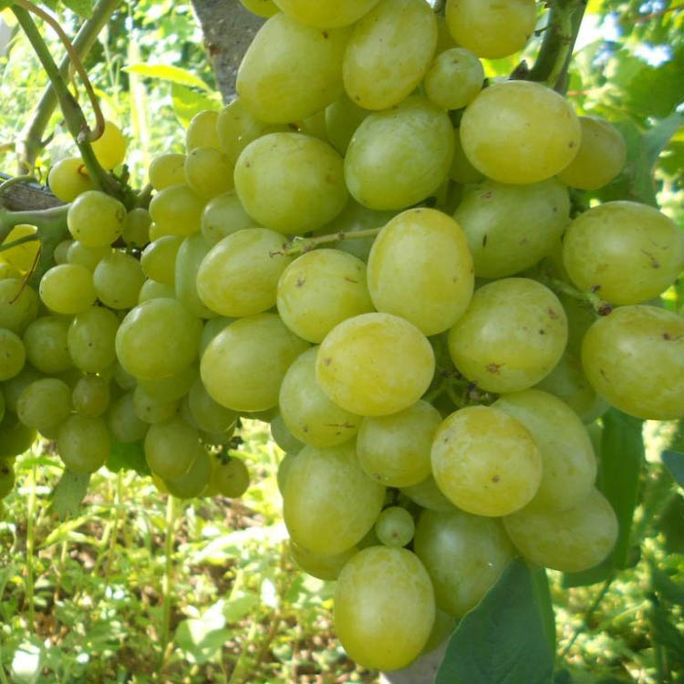 Виноград плодовый Первозванный, желтый v5 Tim