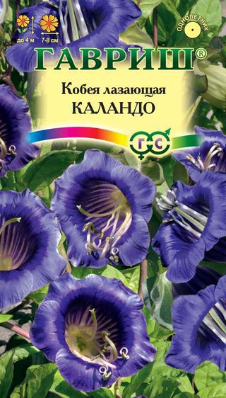 Семена цветов кобея Лазающая Каландо 5шт Гавриш
