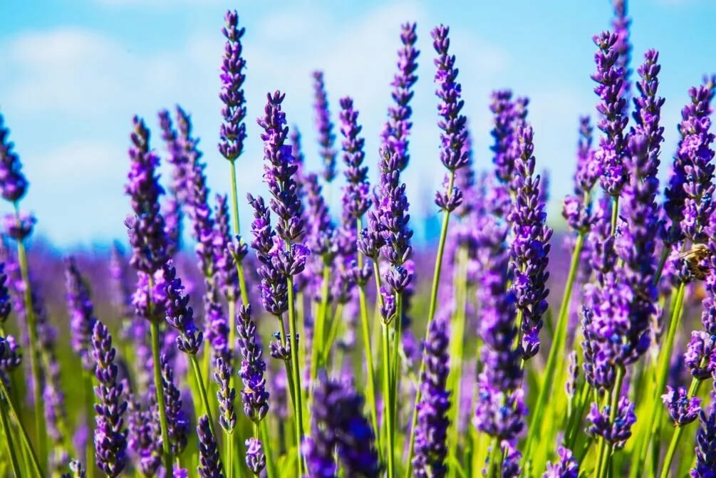 Lavanda para que sirve