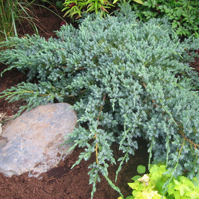 Растение Можжевельник скальный "Блю Карпет" 20-40см С2