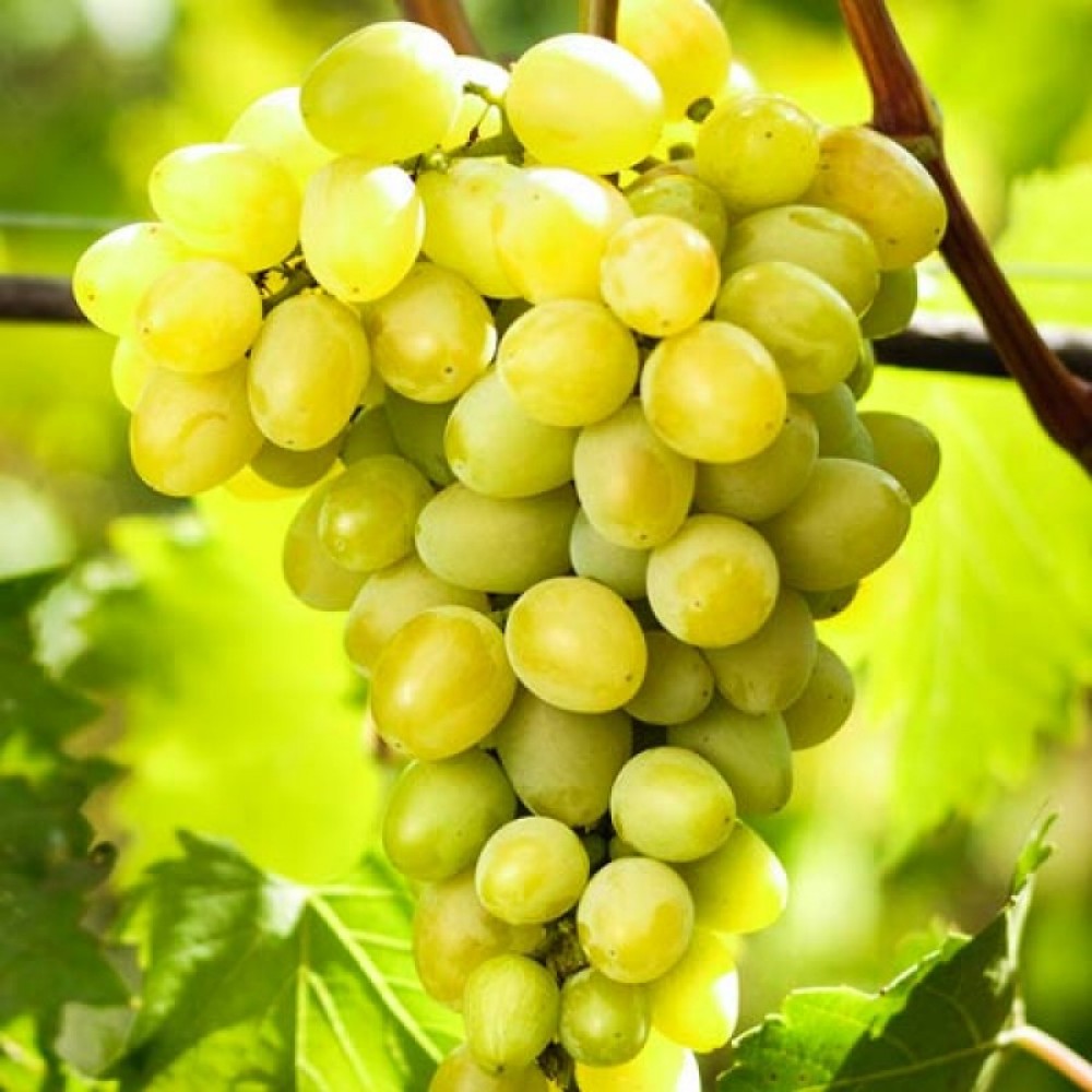 Виноград плодовый Августин с2 н50