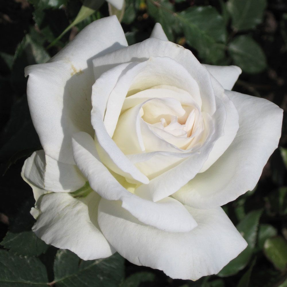 Роза чайно-гибридная Аннапурна v5 Tim