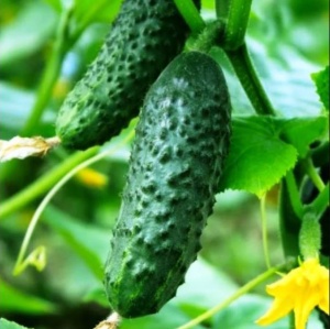 Семена огурец Бутуз корнишон F1 Авторские 10шт Гавриш