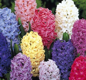 Луковица НВМ Гиацинт Микс 14/15 3шт