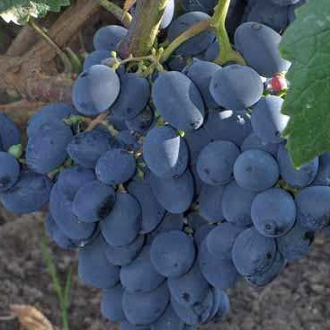 Виноград плодовый Юпитер, фиолетовый v5 Tim
