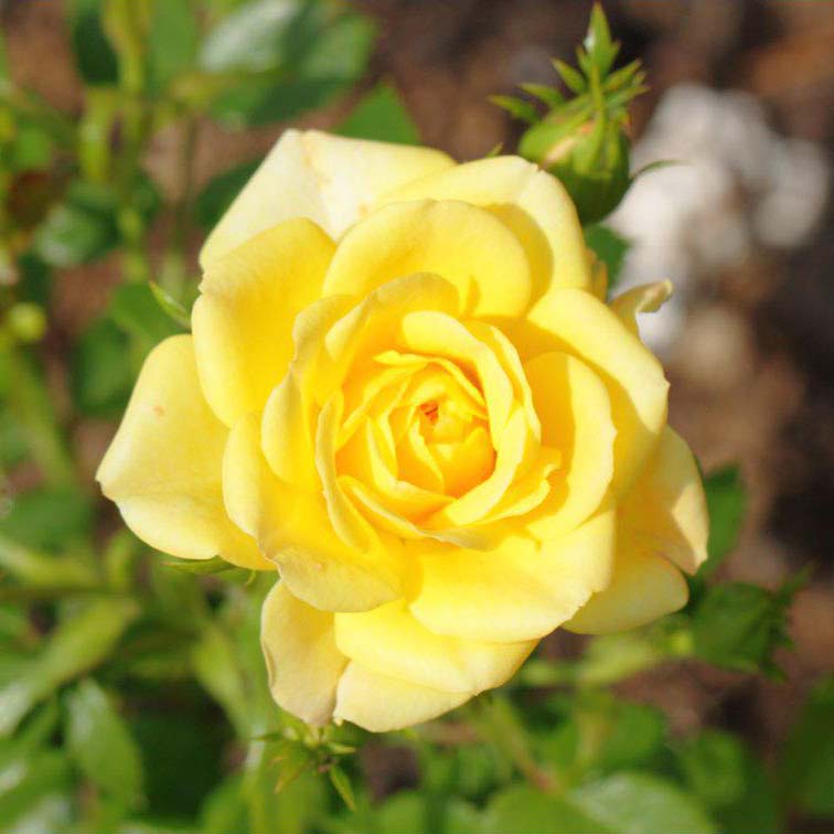 Роза корнесобственная почвопокровная Еллоу Фейри v5 Tim