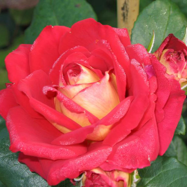 Роза чайно-гибридная СУЛТАН v7 Fr