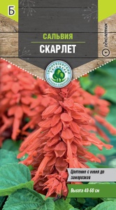 Семена цветы сальвия Скарлет Тимпит 0,1г