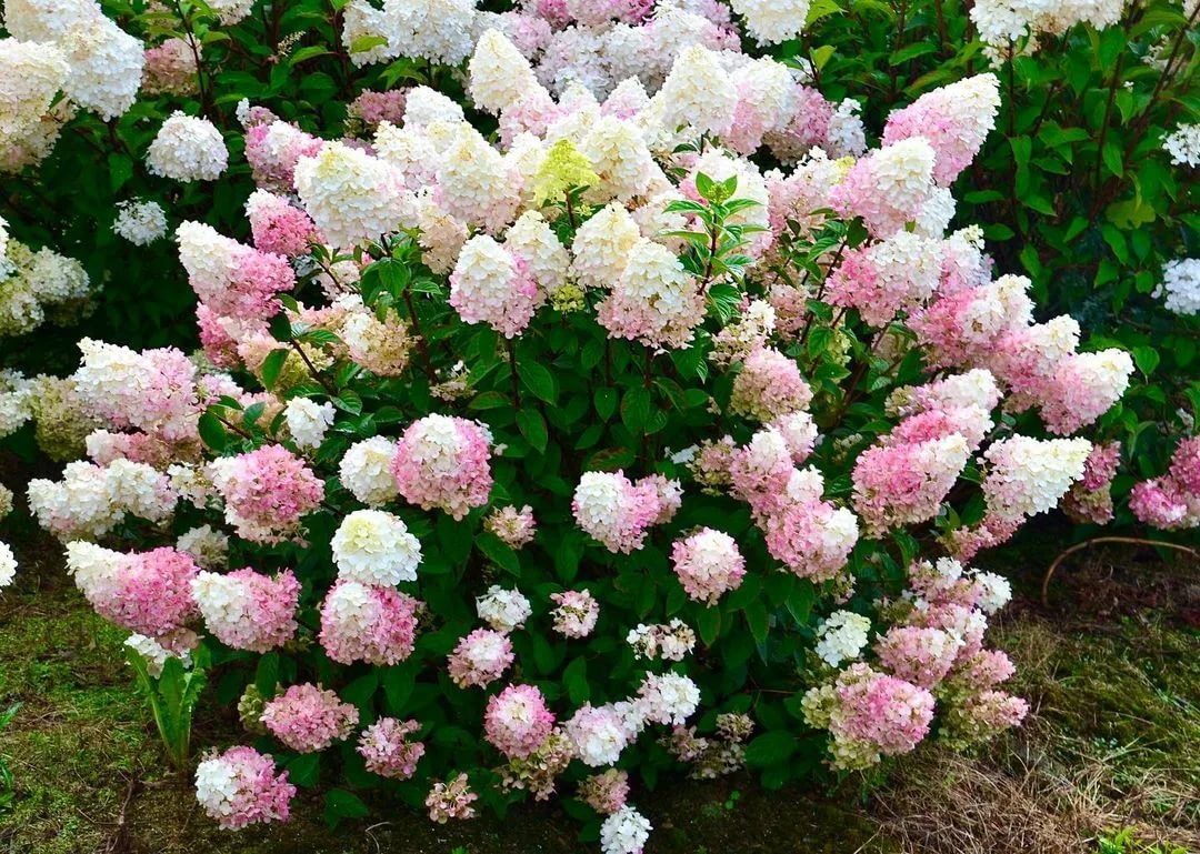 Красивые кустарники для дачи морозоустойчивые цветущие фото и название