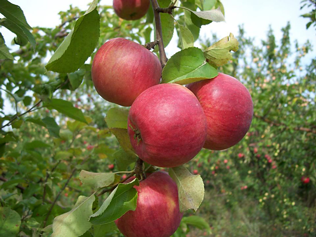 Подарок осени яблоня описание фото