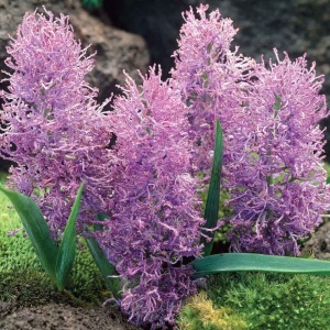 Луковица НВМ Мускари Плюмосум 6/7 сиреневый 10шт