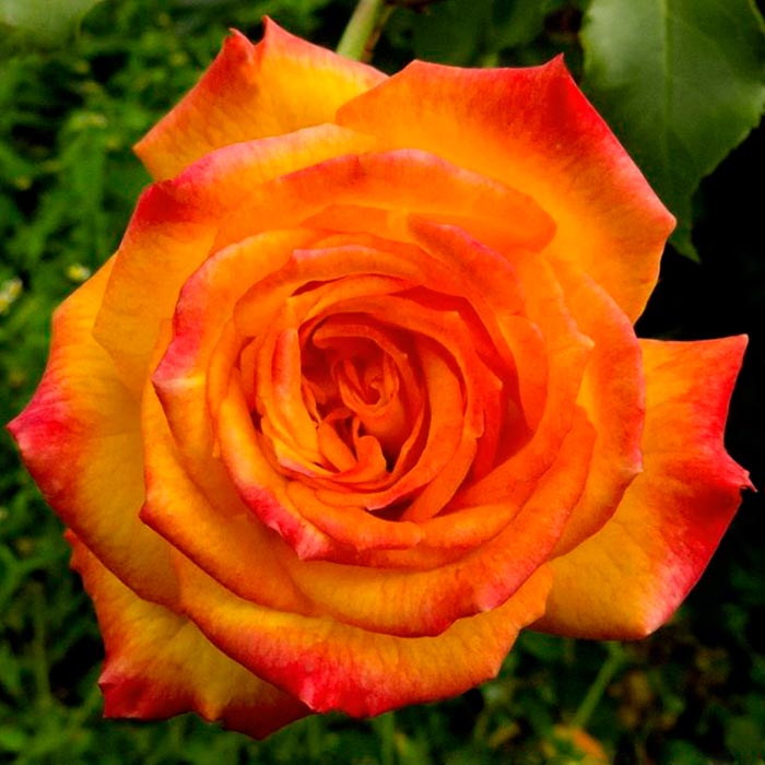Роза флорибунда Сахара в коробке ZP