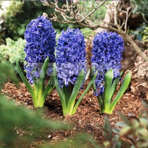Луковица НВМ Гиацинт Мария 14/15 синий 3шт