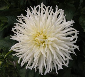 Клубень НВМ Георгина Кактусовая Вайт Стар (II) 1шт