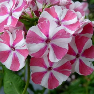 Корневище НВМ Флокс Пинк Виндмилл (I) 1шт