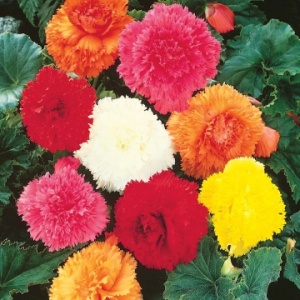 Клубень НВМ Бегония Фимбриата Микс 4/5 3шт