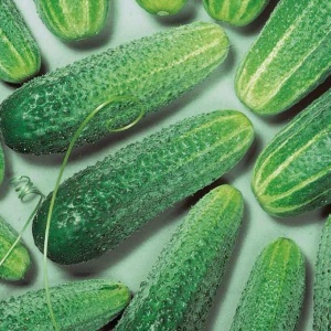 Семена огурец Кукуй F1 Авторские 10шт Гавриш