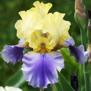 Корневище НВМ Ирис Германский Эдит Волфорд (I) 1шт