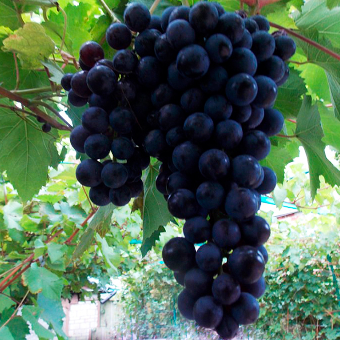 Виноград плодовый Плечистик, фиолетовый v5 Tim
