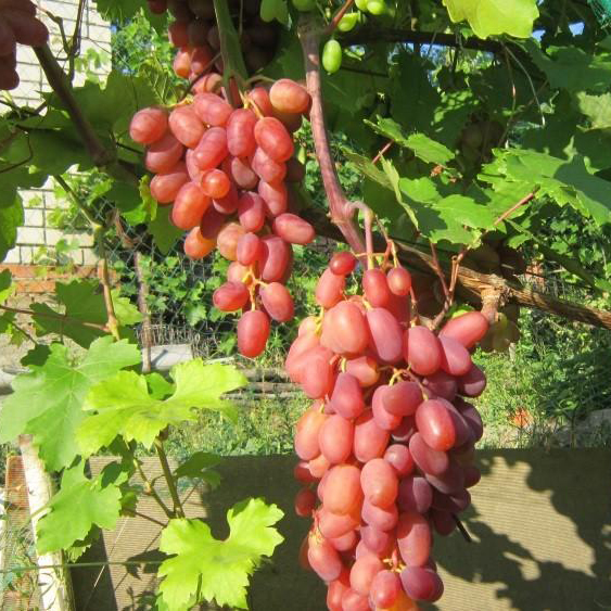 Виноград плодовый Преображение, розовый  v5 Tim