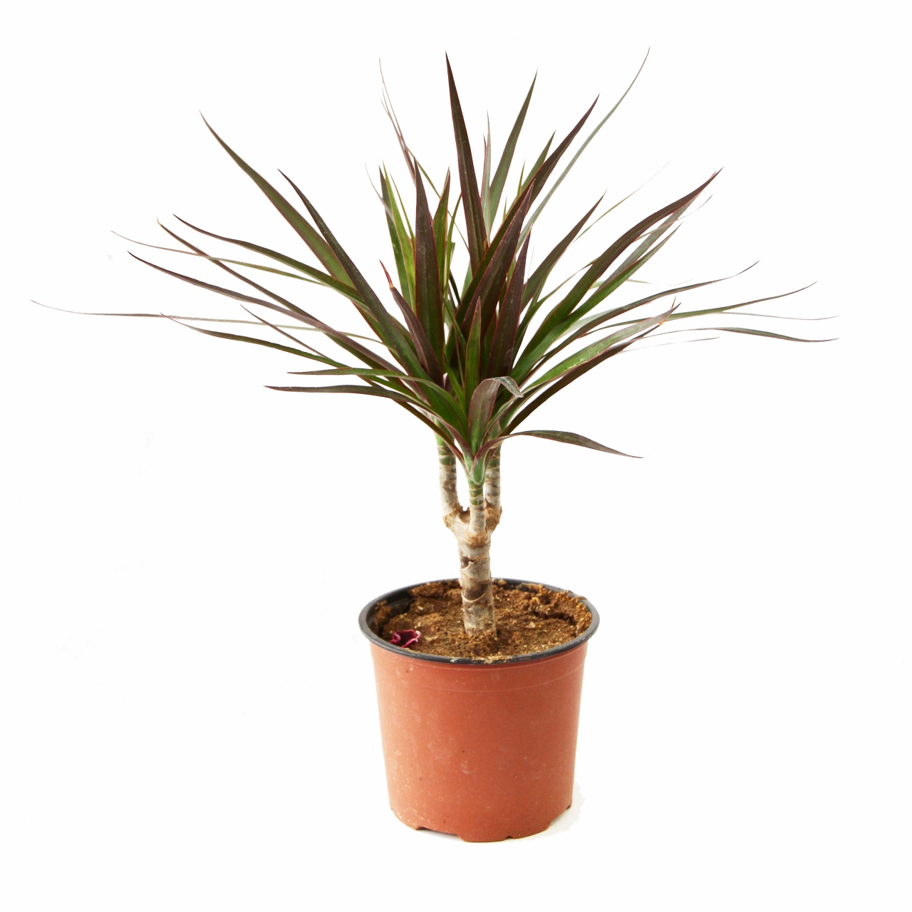 Фото цветов драцены. Драцена окаймленная (Dracaena marginata.). Драцена Маргината маджента. Драцена Маргината биколор. Драцена окаймленная bicolor.