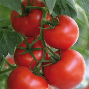 Семена томат Самара F1 Авторские 12шт Гавриш