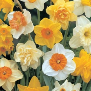 Луковица НВМ Нарцисс Слим Микс 10/12 5шт