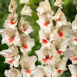 Луковица НВМ Гладиолус Аякс 12/14 7шт