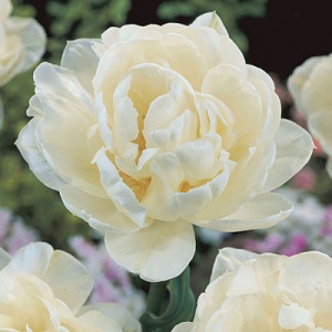 Луковица НВМ Тюльпан Ап Вайт 10/11 белый 5шт