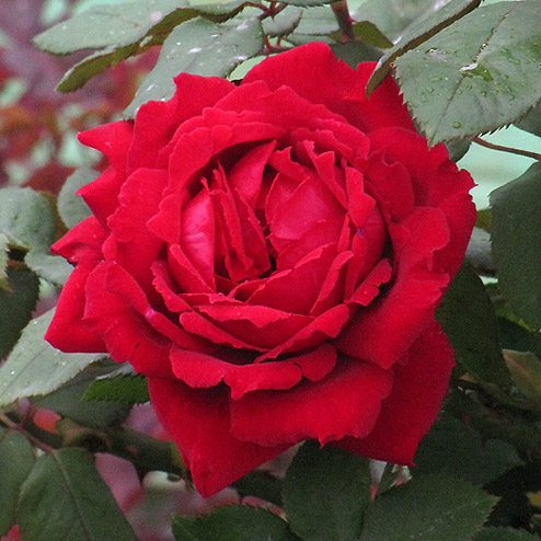 Роза чайно-гибридная БОТЕРО v7 Fr