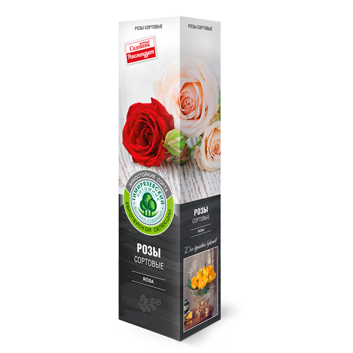 Роза чайно-гибридная Беролина в коробке ZP