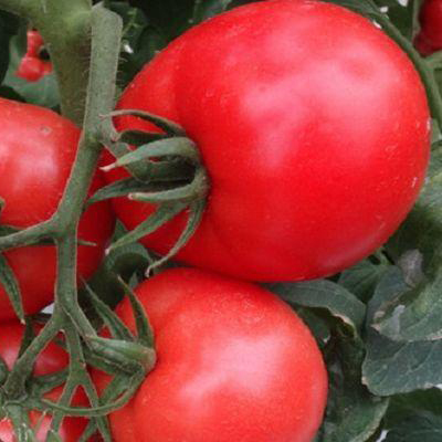Семена томат Акулина крупноплодный Авторские 0,1г Гавриш