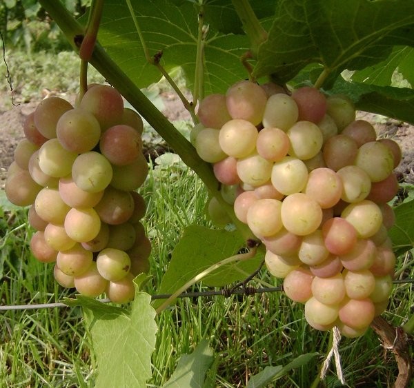 Виноград плодовый Паланга, розовый v5 Tim