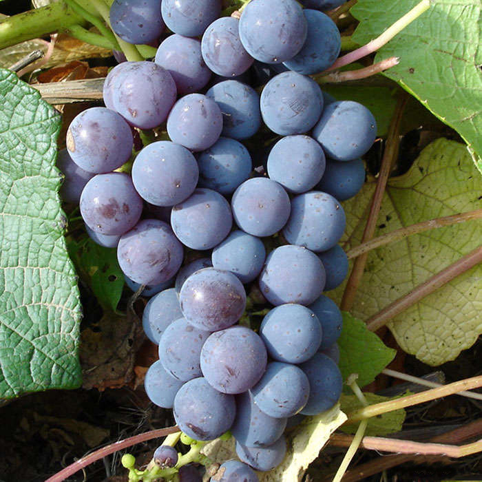 Виноград плодовый Левомекумский устойчивый, фиолетовый v5 Tim