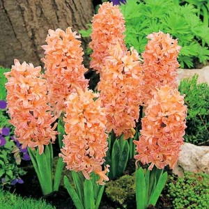 Луковица НВМ Гиацинт Джиспи Куин 14/15 оранжевый 3шт