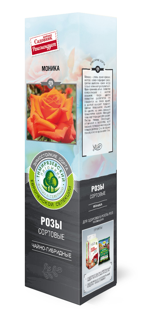 Роза чайно-гибридная Моника в коробке ZP