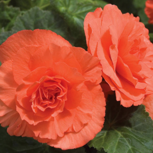 Клубень НВМ Бегония Дабл Орандж 4/5 2шт