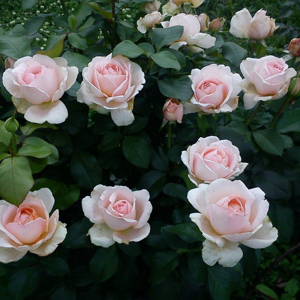 Роза чайно-гибридная АНДРЕ ЛЕ НОТРЕ v7 Fr